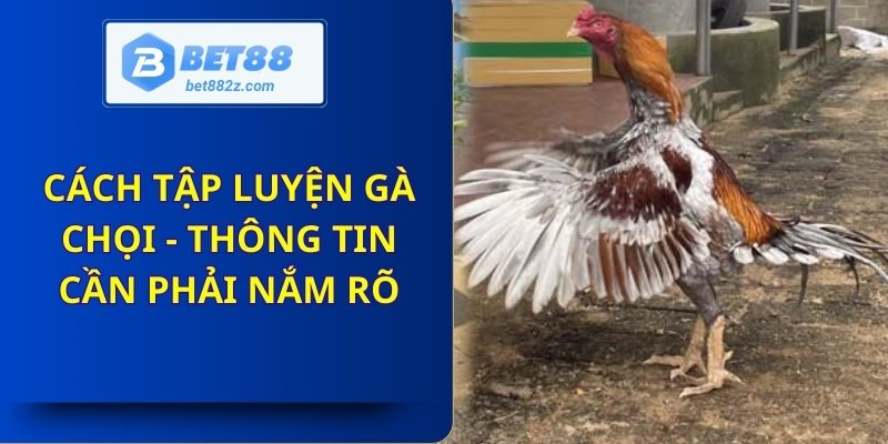 Cách tập luyện gà chọi