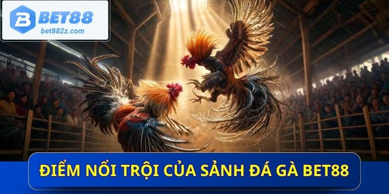 Điểm nổi trội của sảnh đá gà BET88