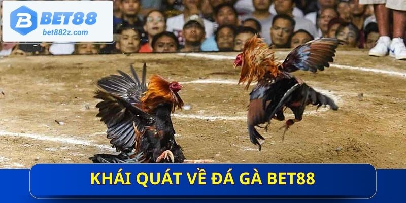 Khái quát về đá gà BET88